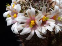 Thumbnail of 1315_Mammillaria dioica L 044_20140623_03(1).JPG